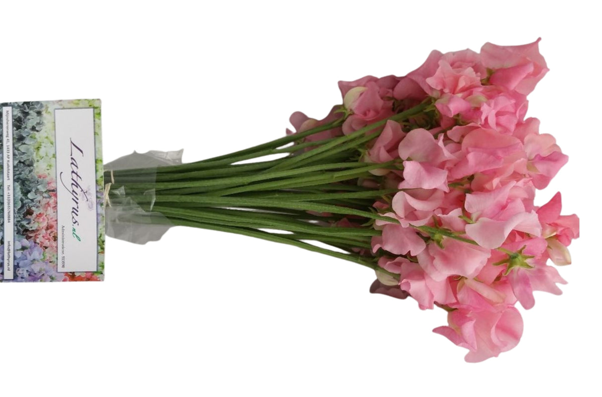 FeedSync:wholesale:6743fe3d6b38b50dcf5c7b86e70c9b1c8f6d751b