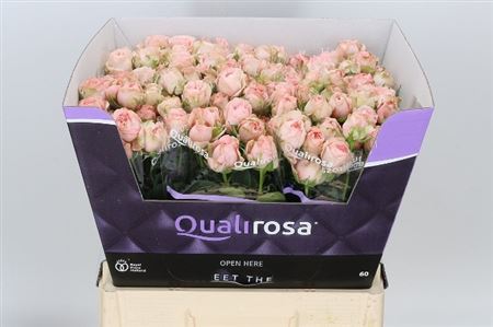 Spray Rose - Rosa - Bombastic