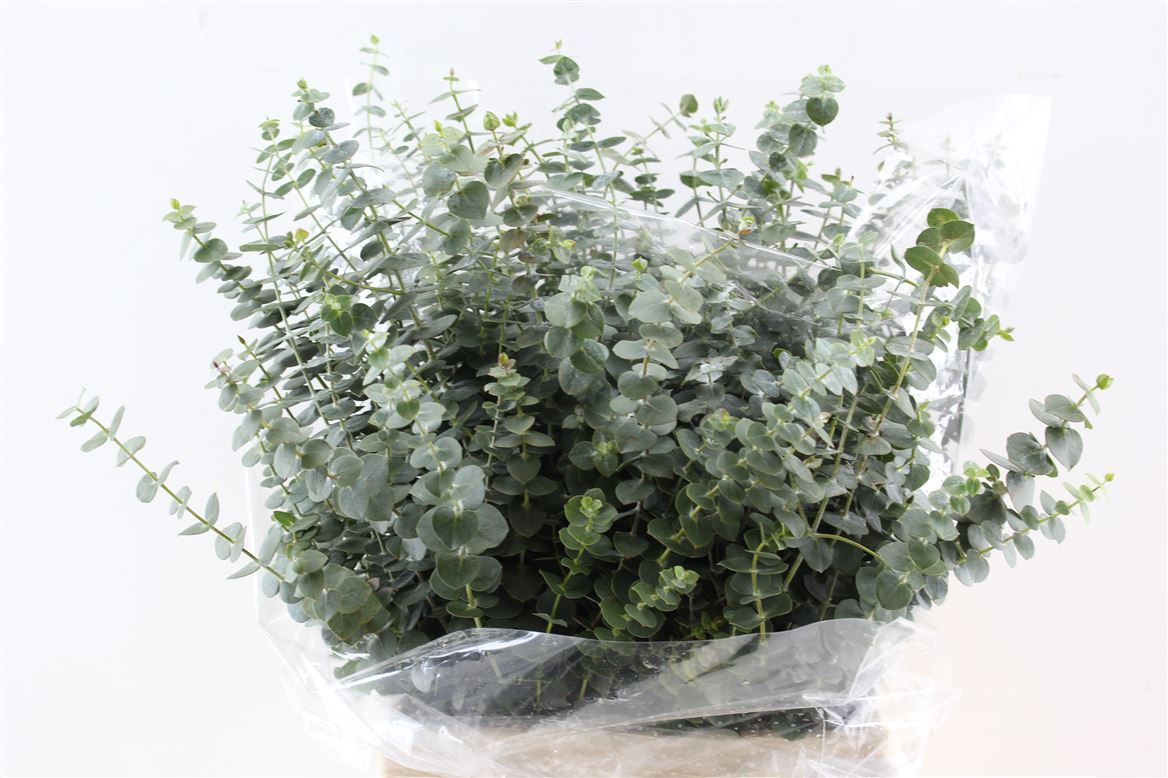 FeedSync:wholesale:ece2520821b86537aa10b1a0ce1f9eac09b0c114