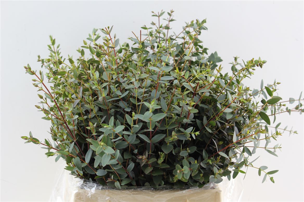 FeedSync:wholesale:03f2d8129ecffd6f2a84d41222e6170af1f5cbea
