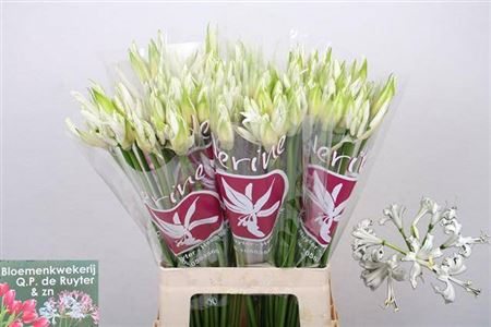 FeedSync:wholesale:d03e80dccc6b3b48655196a2b6448a027da36f7f
