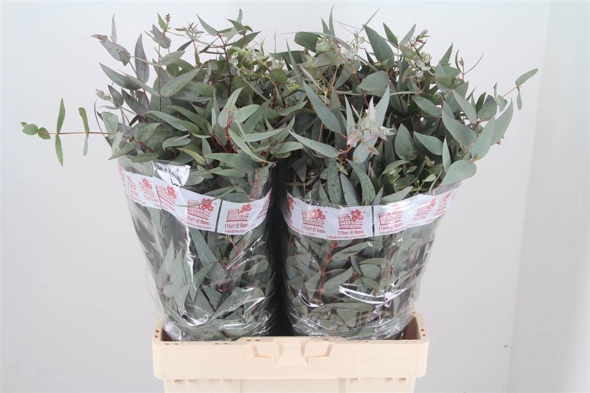 FeedSync:wholesale:7fb135a01828ec24ce9988987e4c3a52883266fc