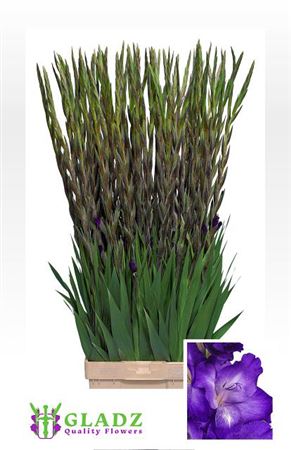 FeedSync:wholesale:768117b90ff3a82f5d9547623d53826263986c96