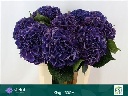 Hydrangea Royal King (10 Stems)