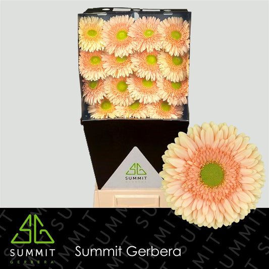 Gerbera - Gerbera - Carlita