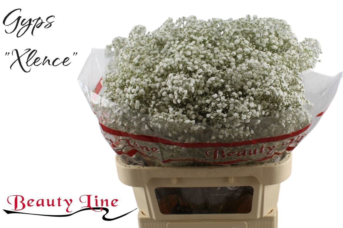 FeedSync:wholesale:df672496c5fb7bd84a42abf60763f3cf94327aa4