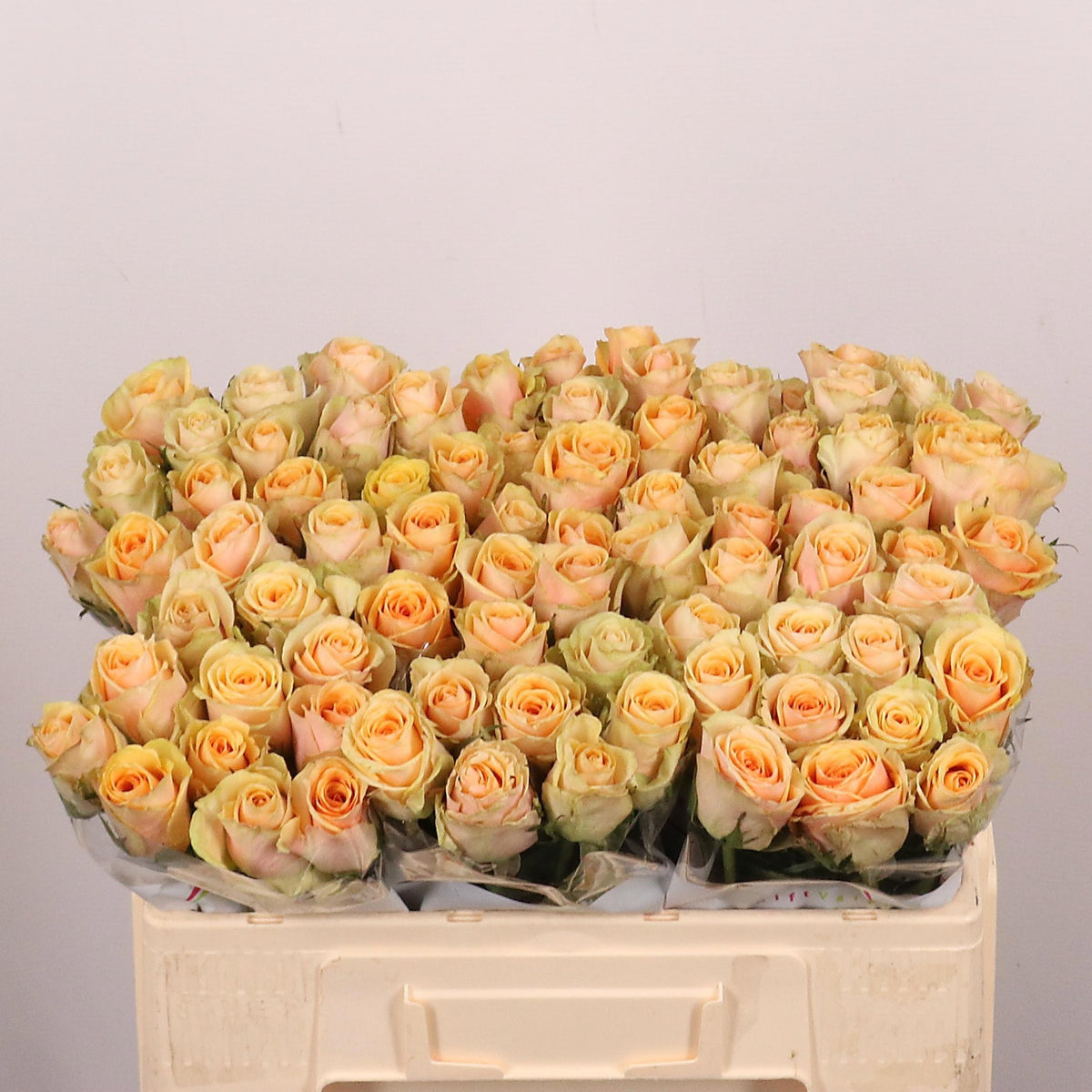 FeedSync:wholesale:27e3313e63f929169f868cf8eff576f1d1d9a626