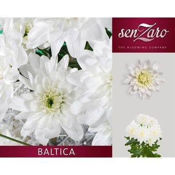 Chrysanthemum Spray Baltica/ White