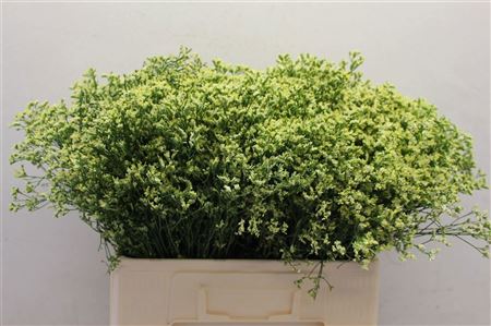 FeedSync:wholesale:b5d3848c350703fd7bcba5d4a2c8deb0c90e65fa