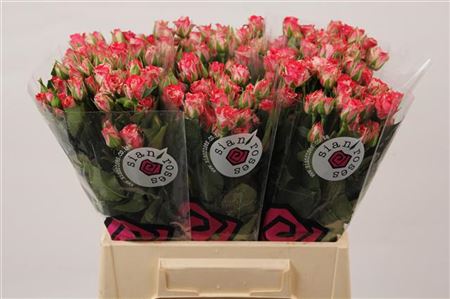 Spray Rose Firewoks