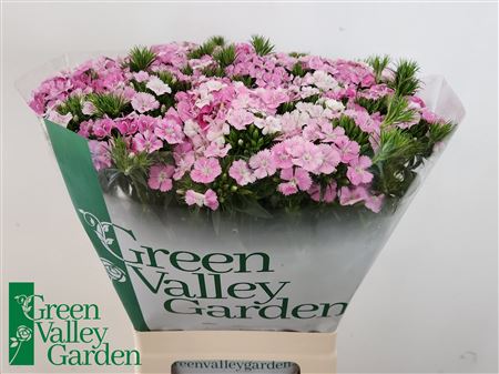 Sweet William - Dianthus barbatus - Amazon Rose Magic
