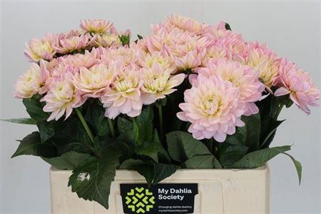 Dahlia Diana's Memory