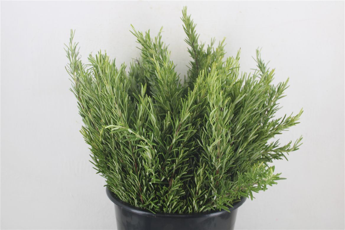 FeedSync:wholesale:b73105322d6552694738412e37fb95303fc7a6a9