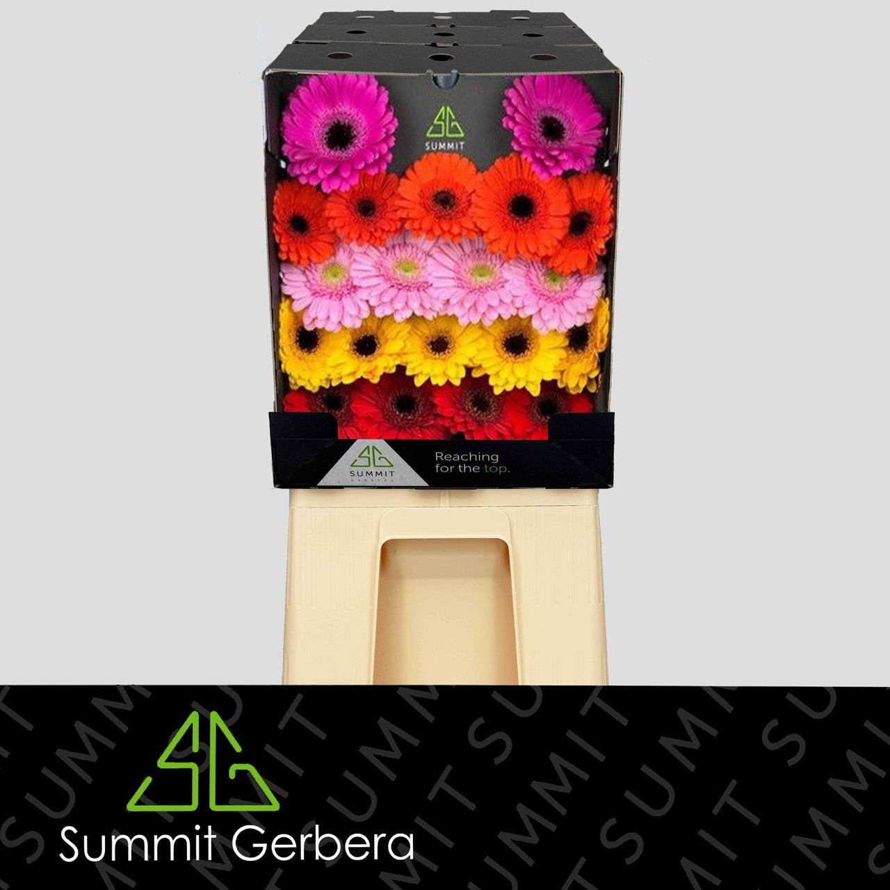 Germini Mix No White Fantasy