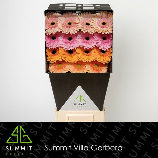 Gerbera Mixed Pastel