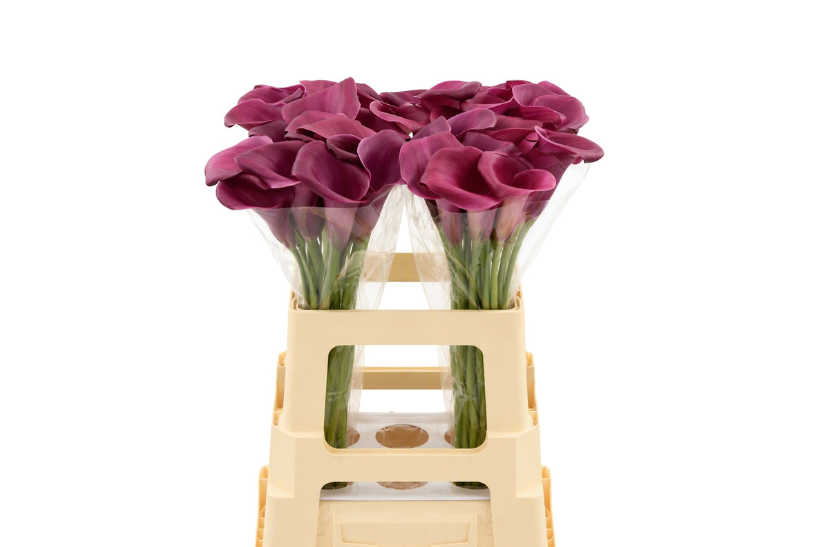 Calla Sumatra