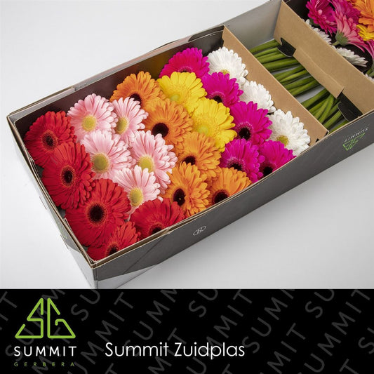 Gerbera - Gemengd diagonaal