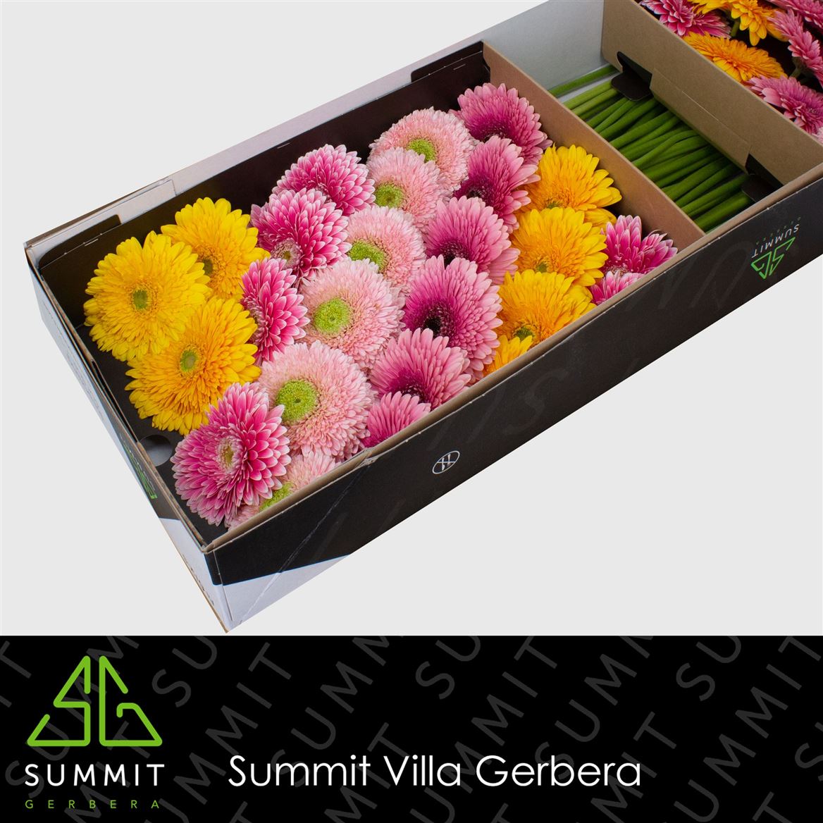 FeedSync:wholesale:2433ca2e3affccae19cc1728285c96545e778c57