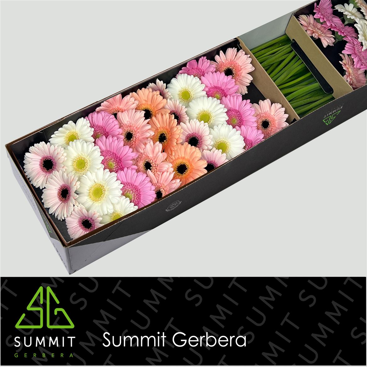 FeedSync:wholesale:f7a0b893bdc736ba992642bf15ad36aa9f535964