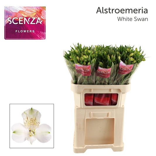 Alstroemeria White Swan (10 Stems)