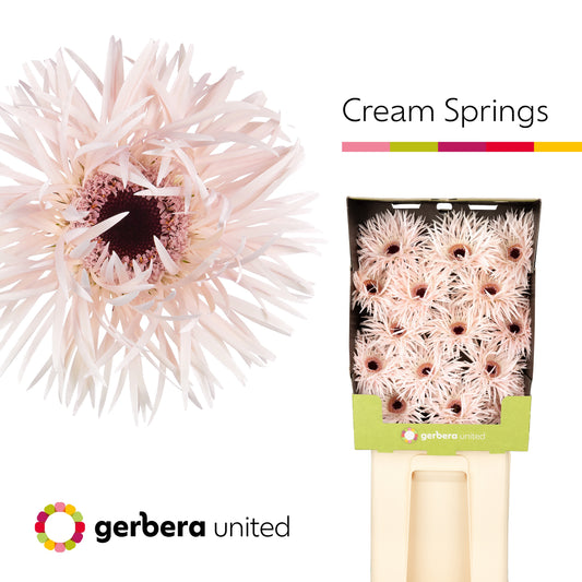 Gerbera Spider Cream Springs
