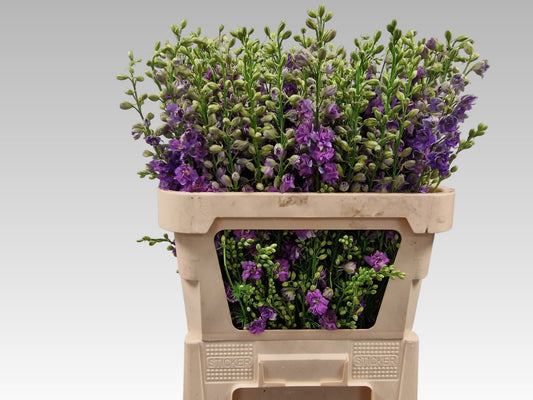 Larkspur Lilac (10 Stems)