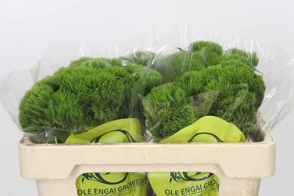 FeedSync:wholesale:033cd0a8f29141bb50fee1171c84ea250a954961