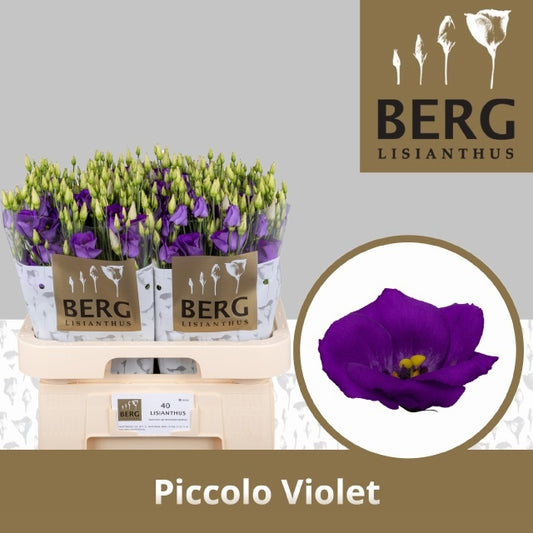 Eustoma Piccolo Violet (10 Stems)
