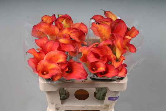Calla Lily - Zantedeschia - Captain Trinity