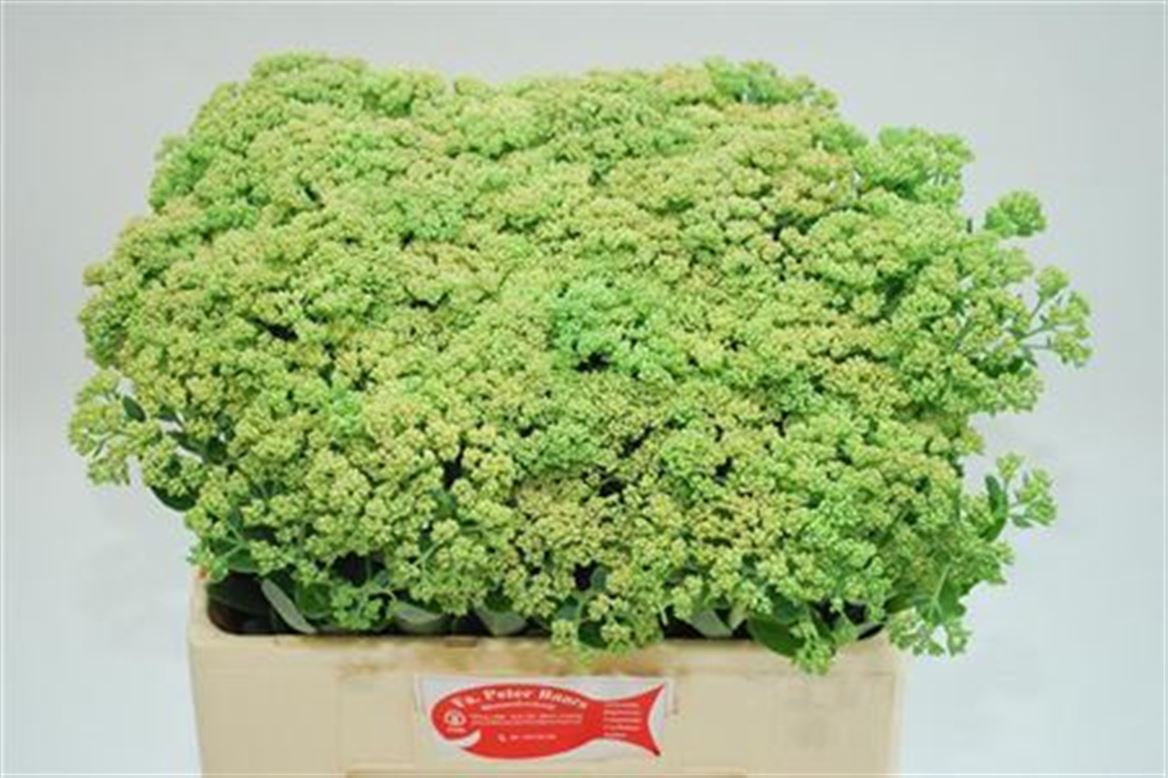 FeedSync:wholesale:790bc7d1594f46d34a246d8ecc73baf7f191916b