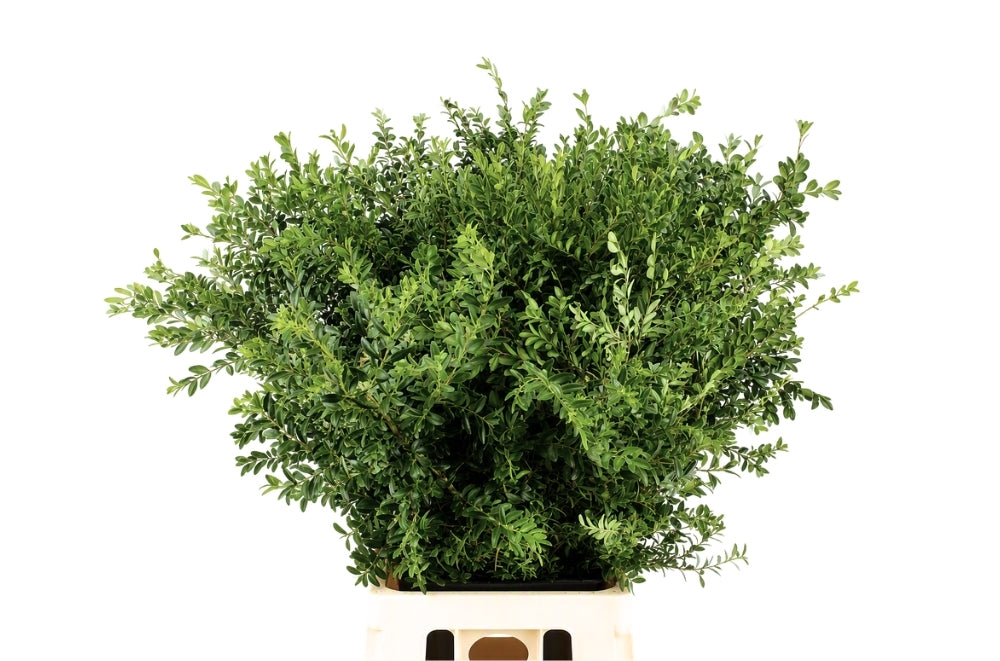 FeedSync:wholesale:d9c1acbd99f15884e65cd591f6ead56b134a82c1