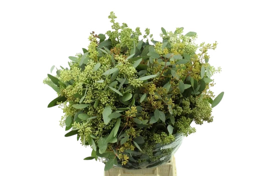 Eucalyptus - Eucalyptus - polyanthemos (fruit)