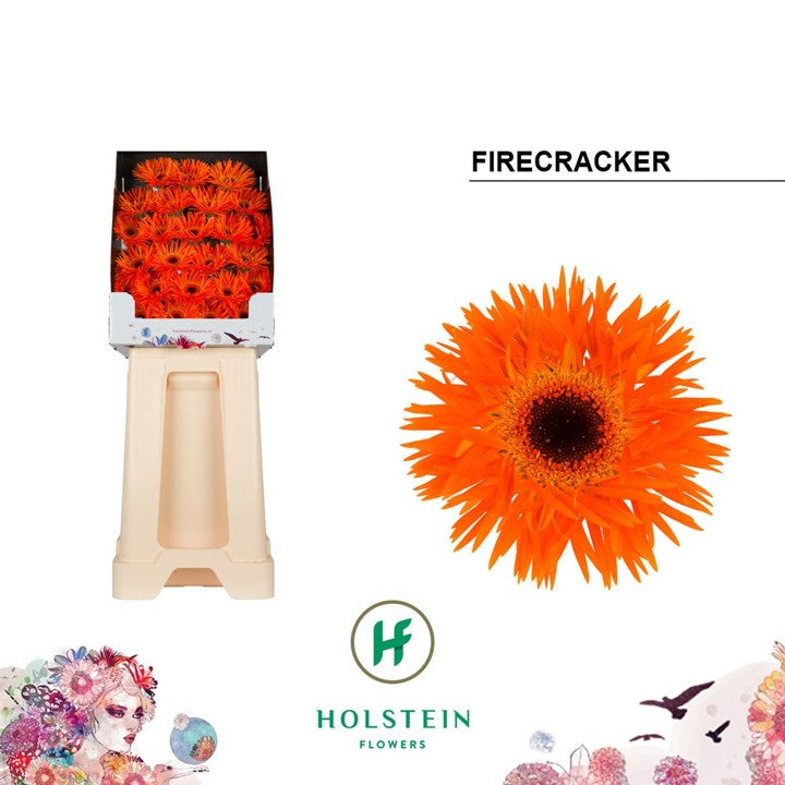Germini Spider Firecracker Diamond