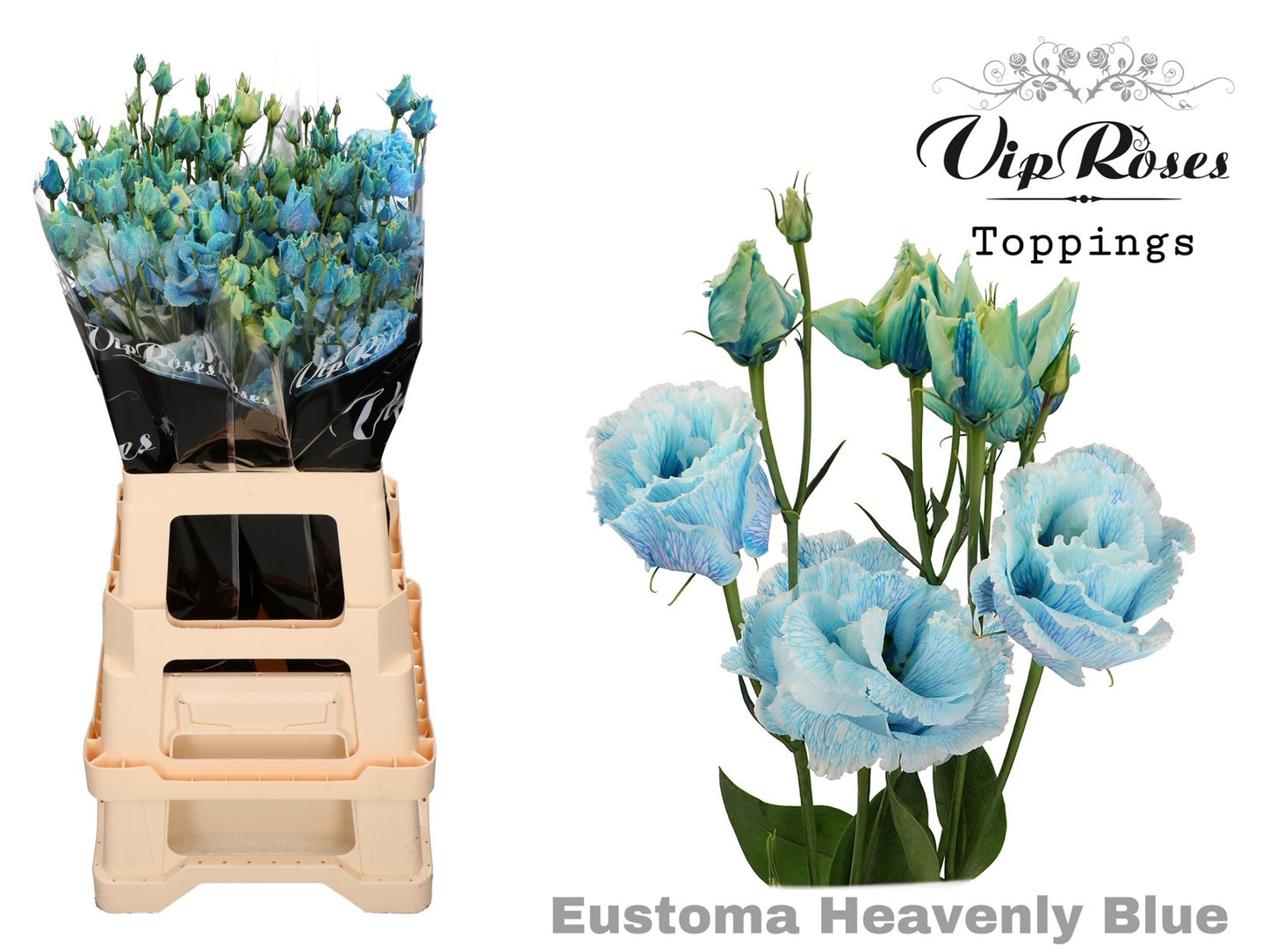 Lisianthus - Eustoma russellianum - Double Flowered