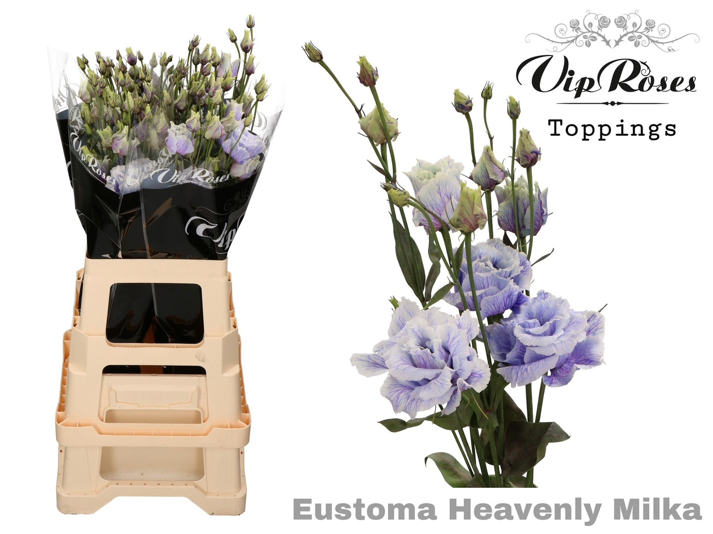 Lisianthus - Eustoma russellianum - Double Flowered