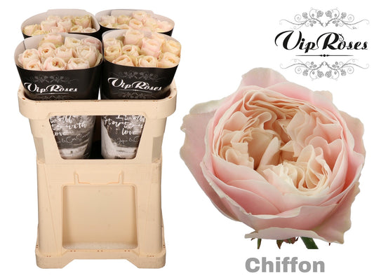 Rose Chiffon (20 Stems)