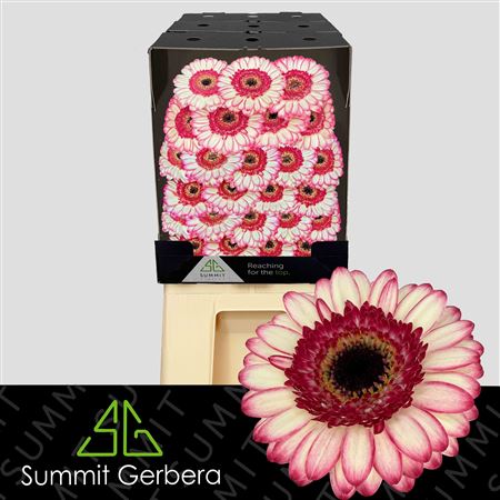 Germini Happy Hour Diamond