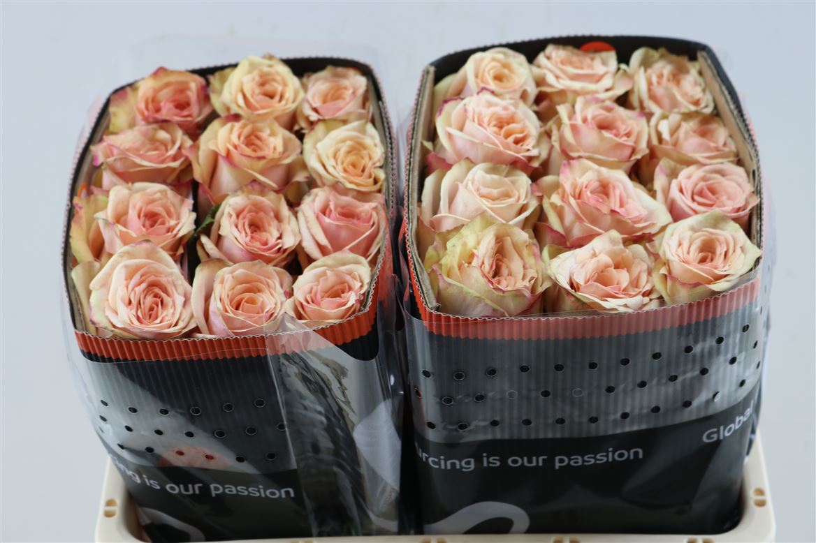 FeedSync:wholesale:b5238c4e2a76fee23490d6c2a4be4cefb32b571d