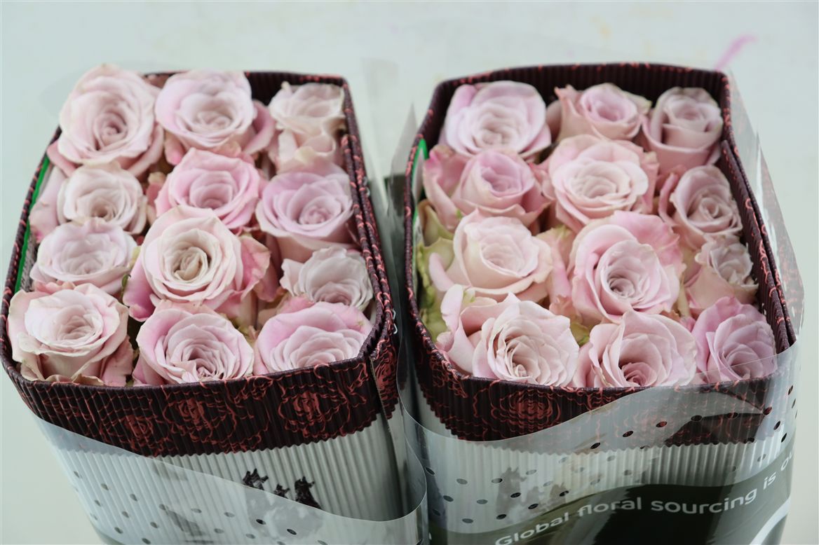FeedSync:wholesale:49d29938fbe25e9a9181f93c1f9de6130d638e75