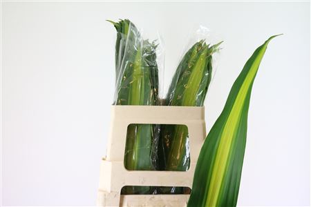 FeedSync:wholesale:bd7b1558f3edbc8c6f0616163058c0e372c48a63