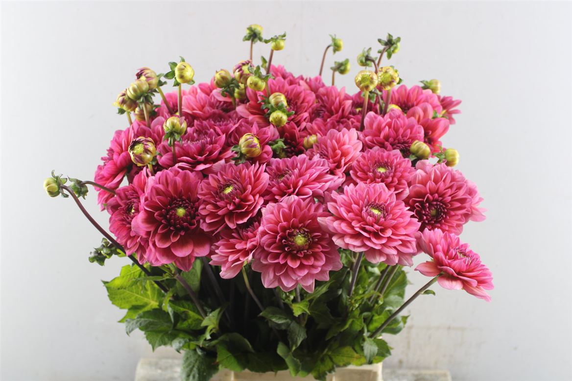 FeedSync:wholesale:3c118891cdb63d74c4804ad543d984e69280d470