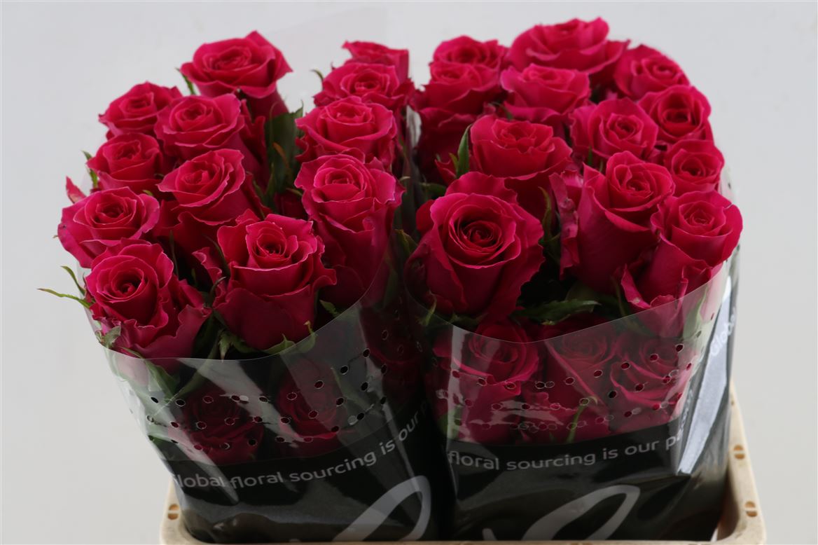 FeedSync:wholesale:bdd2d605001455070b168dc3a62011ca95e9d4db