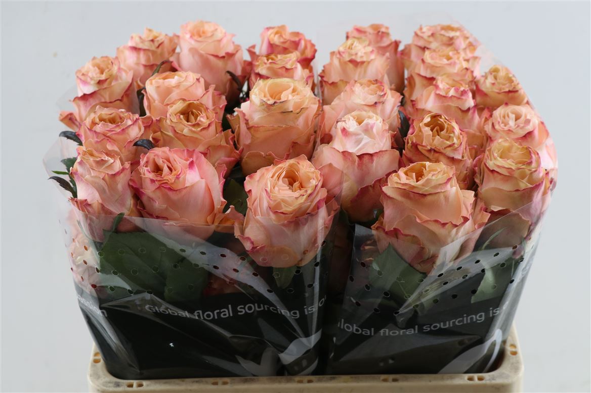FeedSync:wholesale:40fdc7e9a989771feef3c9cf601aab1ddee74e8e