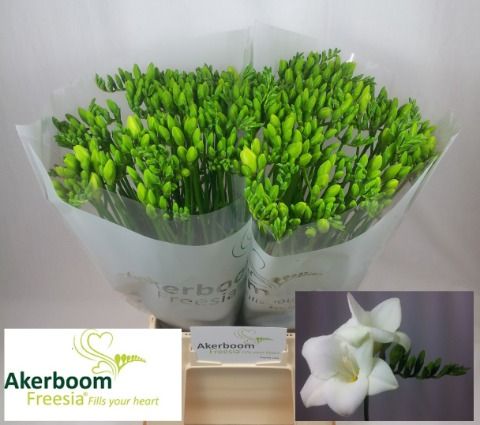 FeedSync:wholesale:e12d11f8f41e28489689dbd47daaaa03cd69b1c5