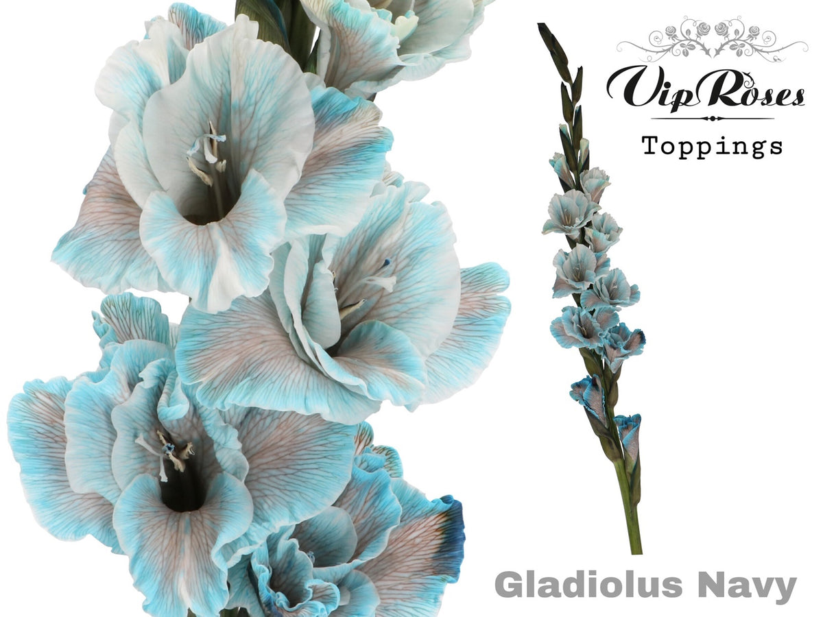 Gladiolus Navy