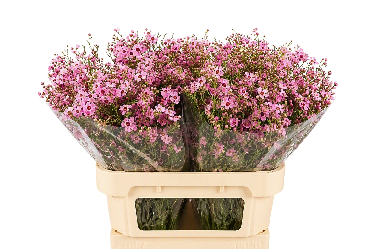 FeedSync:wholesale:21867d9afbab09e4fc6ff6446c87908f6fff2041