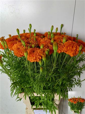 FeedSync:wholesale:4c52022464ad5c38b9b0a638378577065666c68f