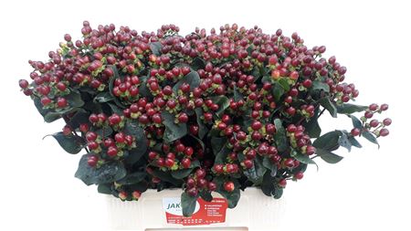 FeedSync:wholesale:4aec24c9e130d37ed47fa5733d03a3b08ed93624