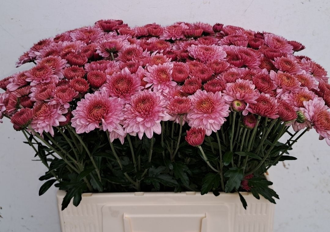 FeedSync:wholesale:0df7798b4d0e2d0d5c7c6eb0d61514e3c6aa62c4