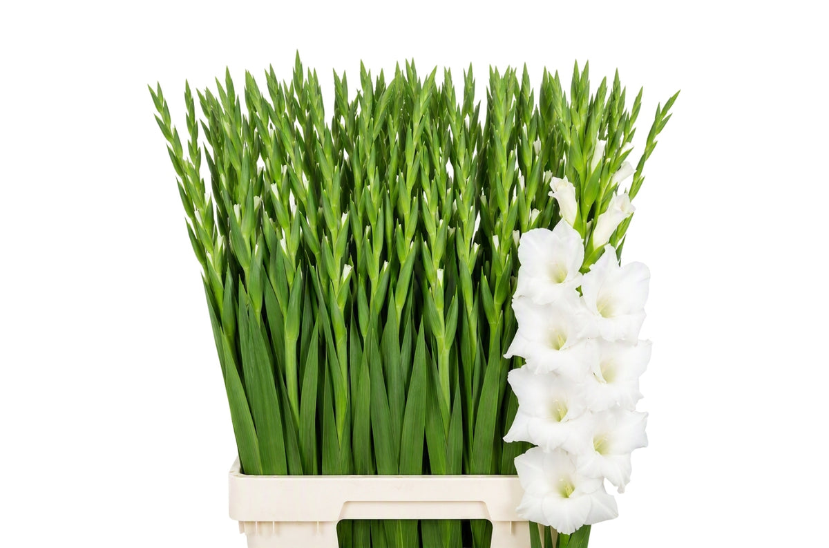 Gladiolus Nova Zembla